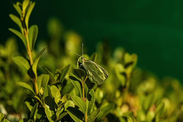 Revolutionizing Psocid Control: Innovative Eco-Friendly Solutions for Effective Infestation Management