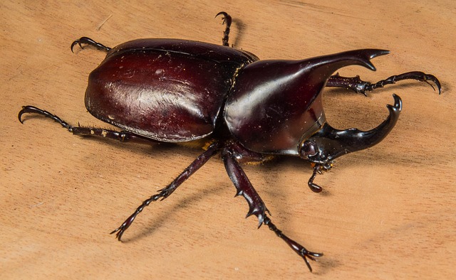 Eco-Friendly Solutions for Foreign Grain Beetle Management and Removal