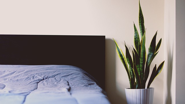 Professional Bed Bug Control: Effective Extermination & Long-Term Solutions