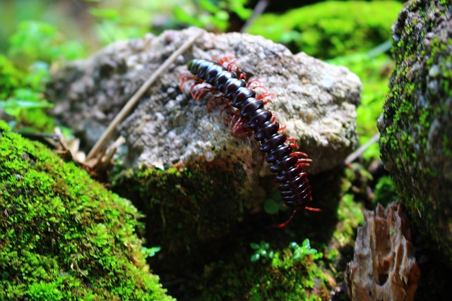 Affordable Centipede Treatment Services: Expert Removal for Peace of Mind