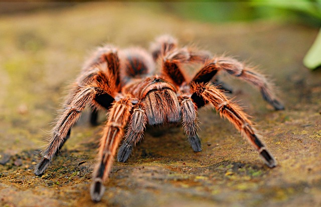 Unclutter Your Space: Reliable Spider Web Removal Services Near You