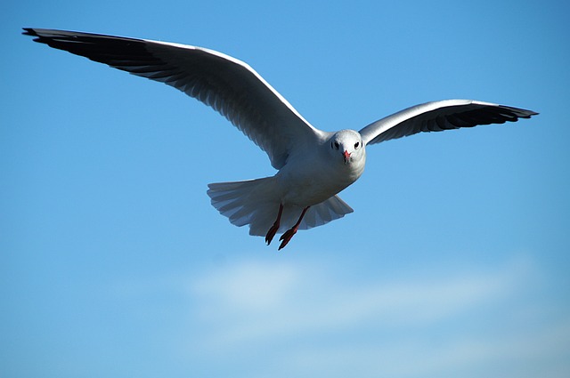 Revolutionizing Fly Control: Advanced Solutions for Effective Infestation Management