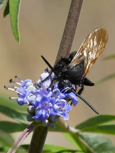 Expert Hornet Prevention: Safe, Effective Solutions for Nests