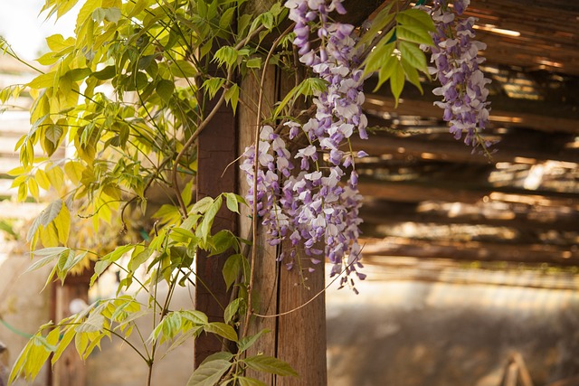 Metal Pergolas: Versatile Designs for Every Outdoor Space
