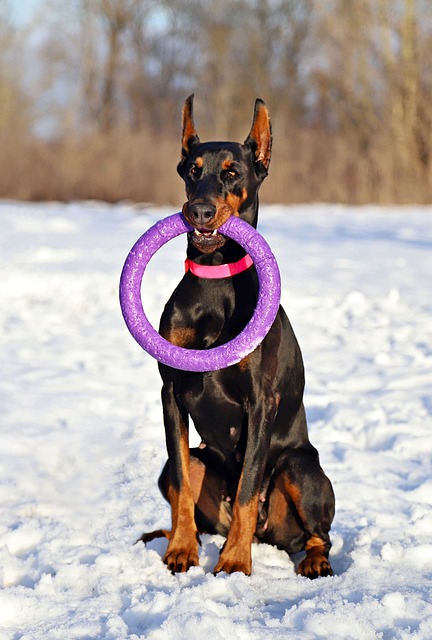 Pet Lovers Unite: Transform Your Passion into Playful Careers with Pet Sitting and Dog Walking