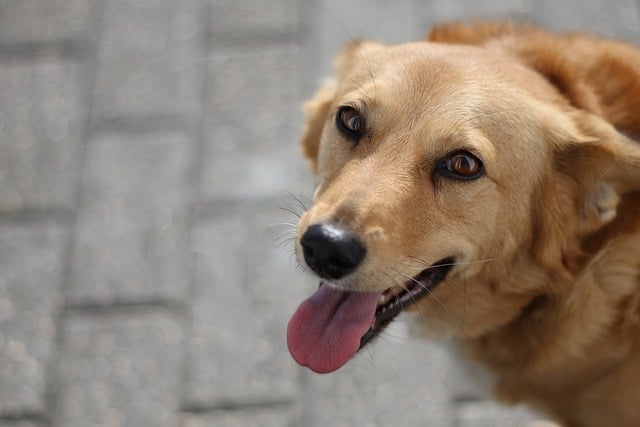 pet-sitting-640x480-91648419.jpeg