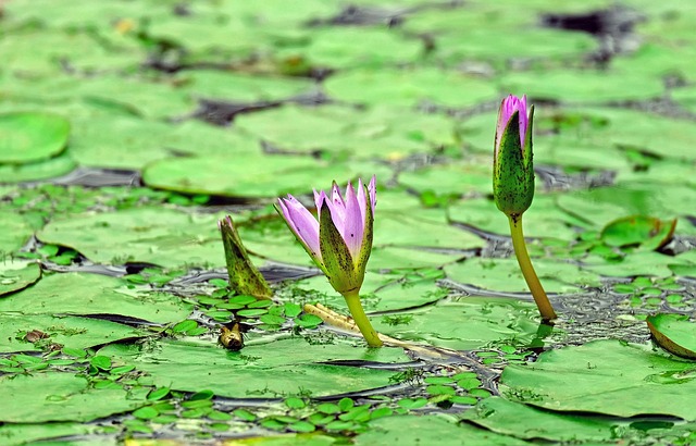Eco-Friendly Pond & Waterfall Design: Creating a Sustainable Water Garden