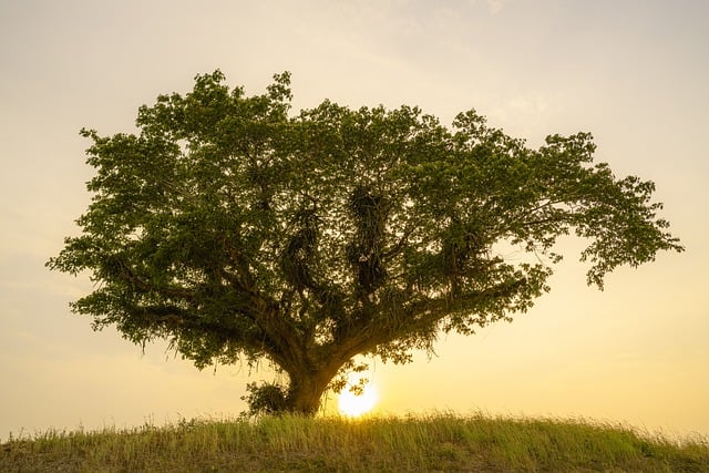 tree, shrub