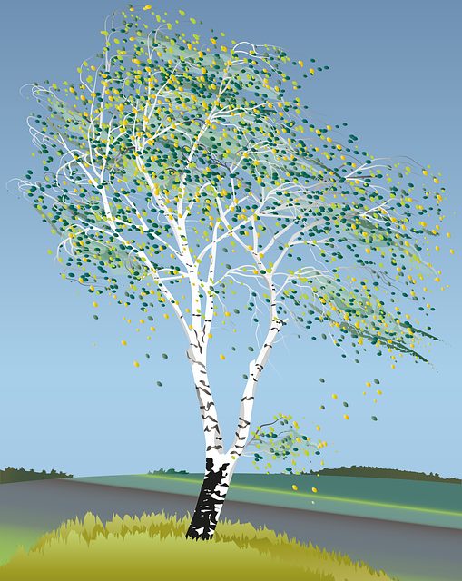 tree, shrub