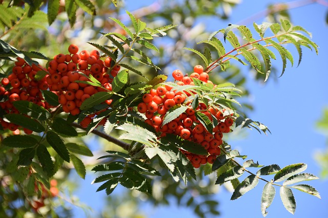 tree, shrub