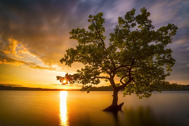 tree, shrub