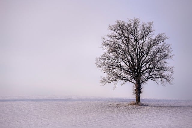 tree, shrub