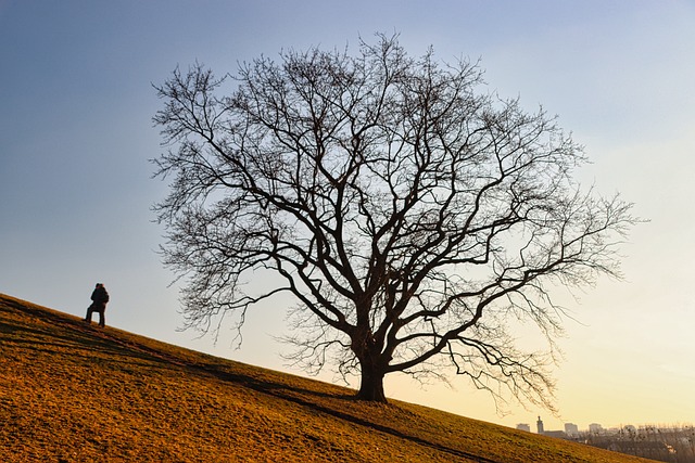 tree, shrub