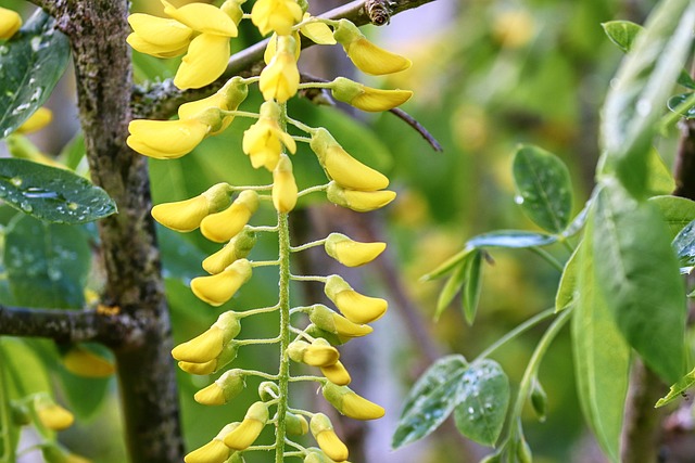 tree, shrub