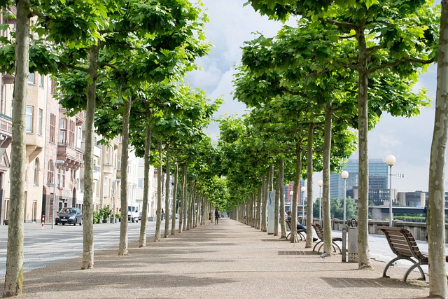 walkway, pathway