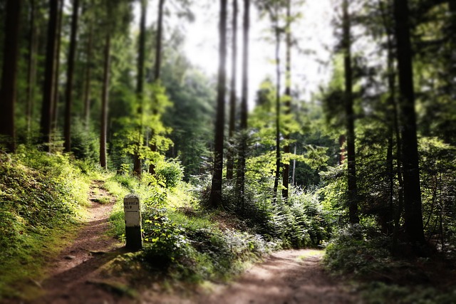 walkway, pathway