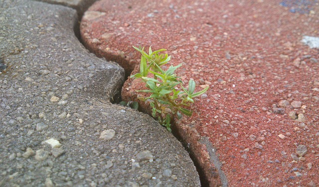walkway, pathway