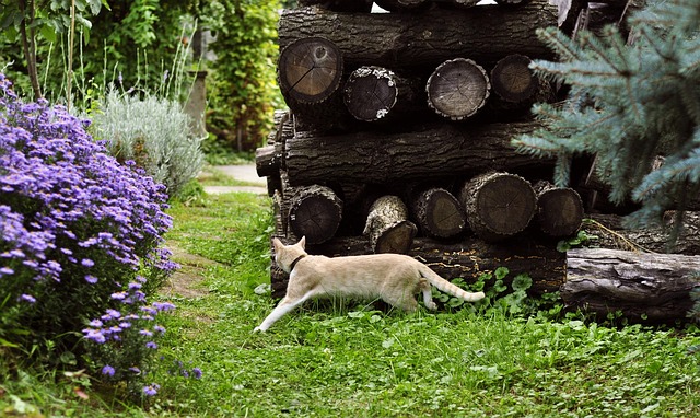 yard, landscaping