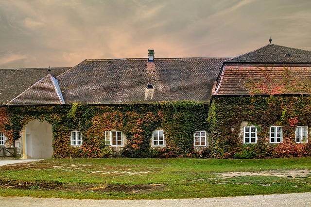 yard, landscaping