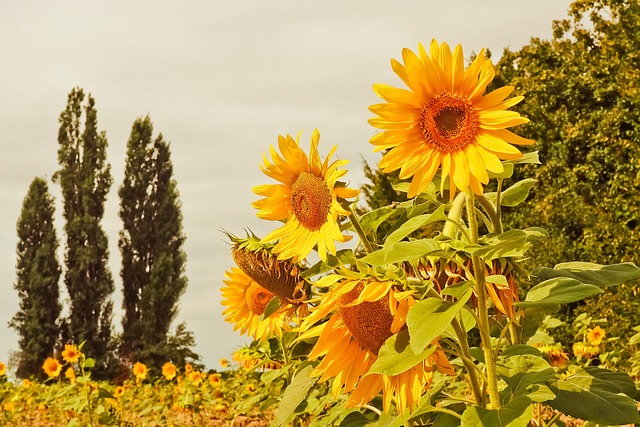 landscaping-garden-640x480-92029248.jpeg