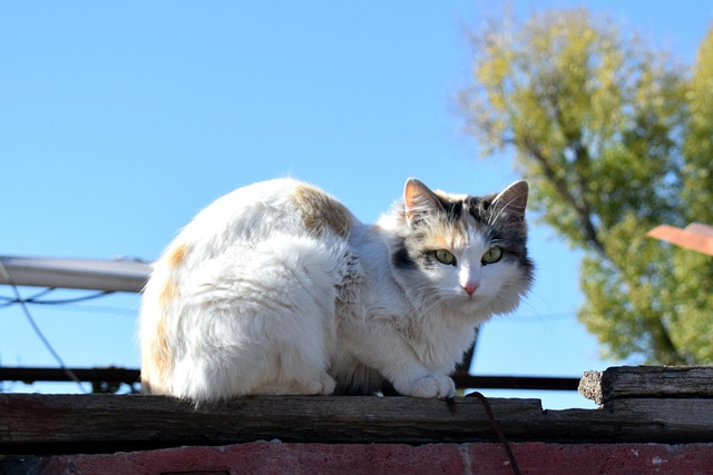 pet-sitting-640x480-19906551.jpeg