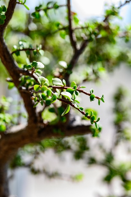 tree, shrub