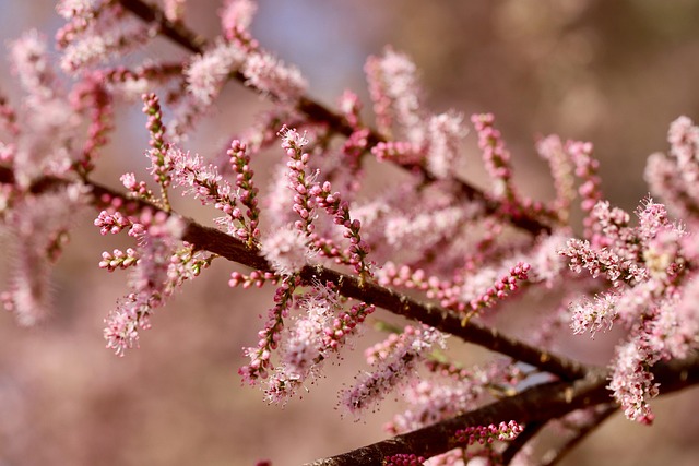 tree, shrub