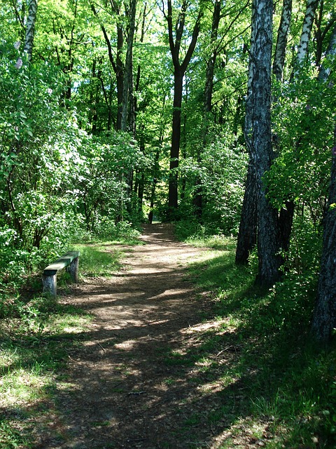 walkway, pathway