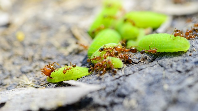 Sustainable Ant Control: Customized IPM Solutions Near You