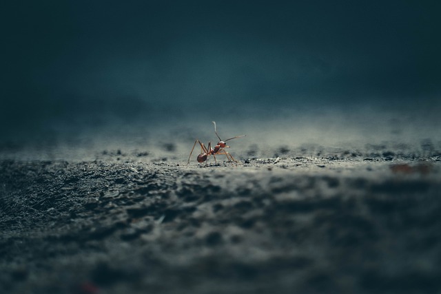 ant-640x480-63566897.jpeg