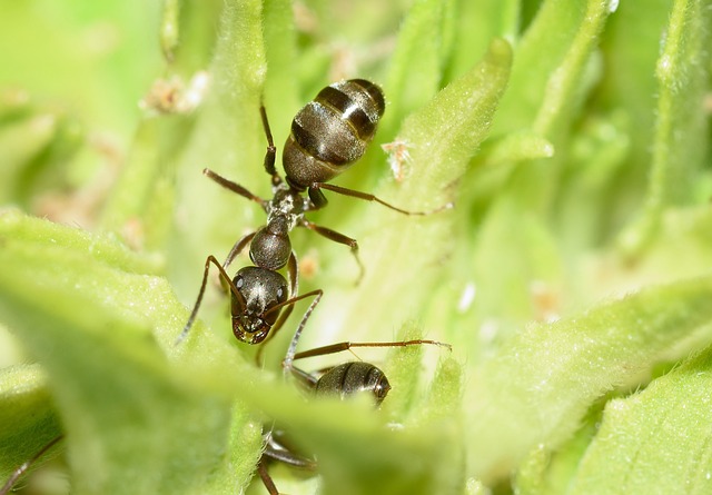 ant-640x480-79818119.jpeg