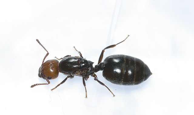 ant-640x480-87545522.jpeg