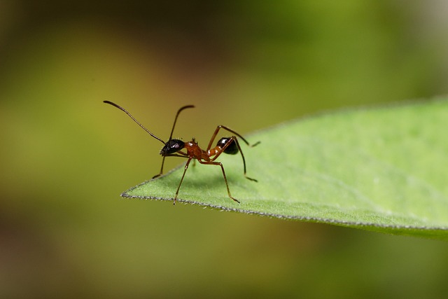 Expert Tips for Preventing & Removing Ants: Eco-Friendly Solutions