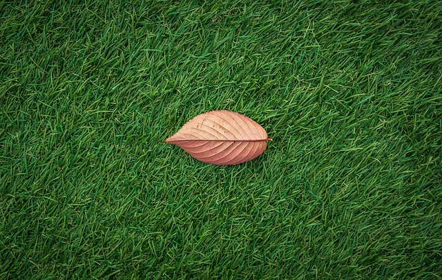artificial grass, turf