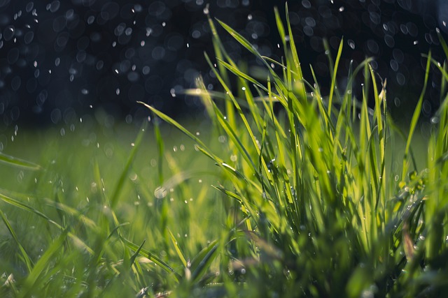 artificial grass, turf