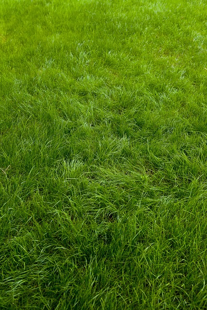 artificial grass, turf