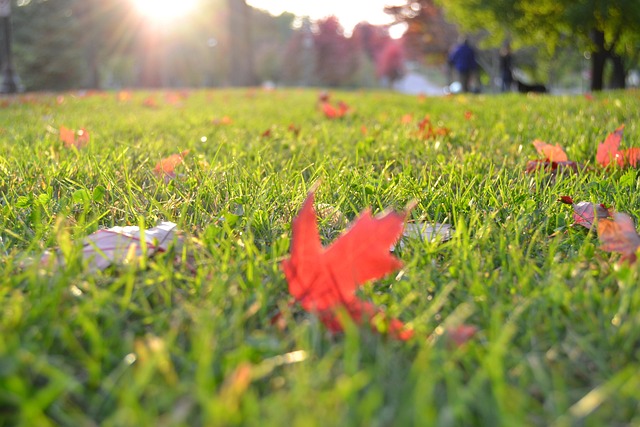 artificial grass, turf