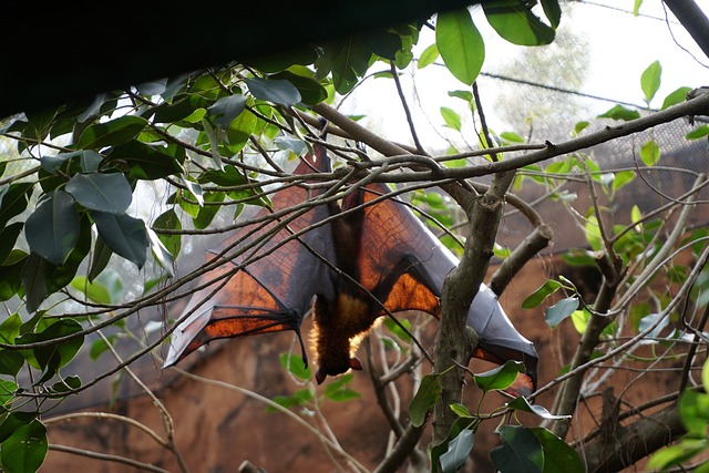 Professional Guide to Bat Control: Humane Removal & Eco-Friendly Solutions