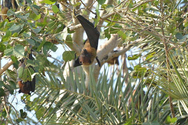 bat-640x480-66700127.jpeg