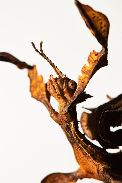 Customized Bed Bug Treatment Plans: Professional, Eco-Friendly Solutions Near You