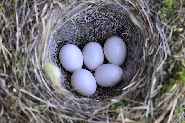 bird-bird-nest-nest-640x480-13965582.jpeg