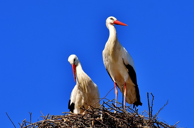 Discreet Bird Nest Removal: Professionals Ensure Humane, Eco-Friendly Control for All Spaces