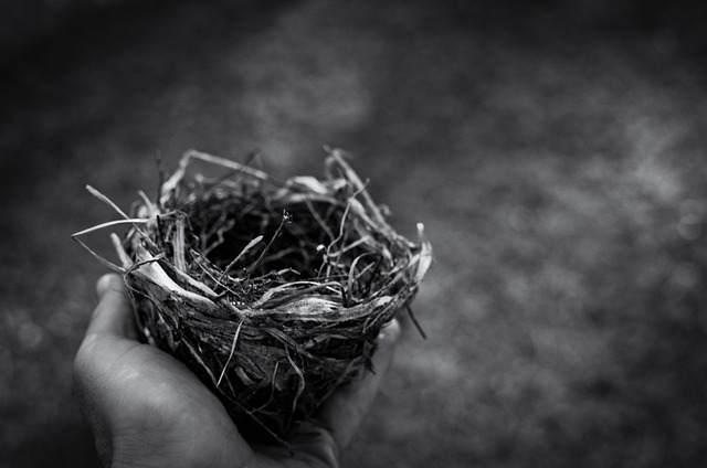 bird-bird-nest-nest-640x480-94392492.jpeg
