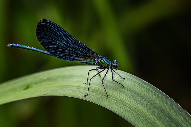 bug-640x480-1079935.jpeg