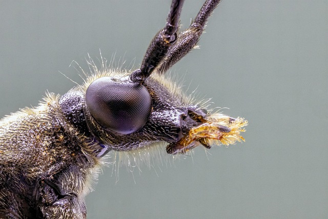 bug-640x480-10940853.jpeg