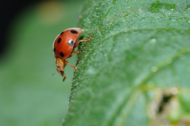 bug-640x480-2260540.jpeg