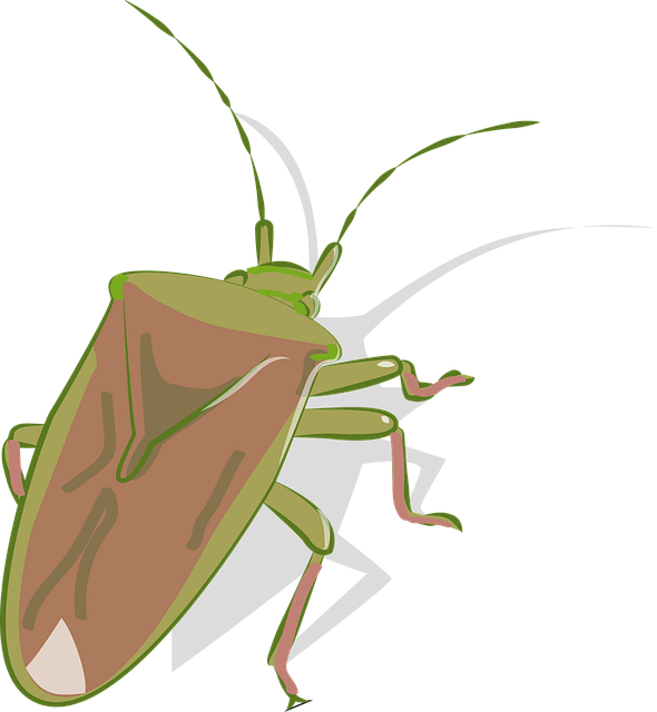bug-640x480-39086379.png