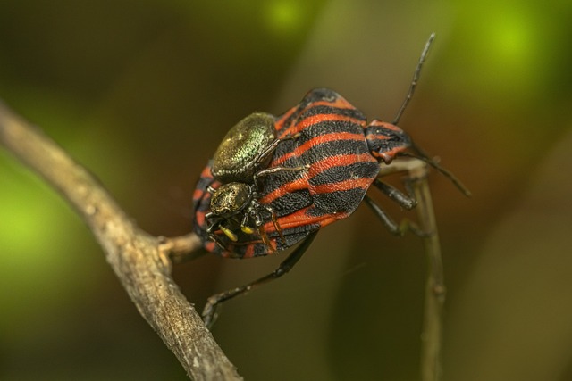 bug-640x480-49649623.jpeg