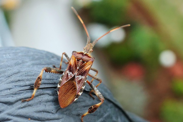 bug-640x480-56201468.jpeg