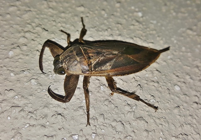 bug-640x480-56592898.jpeg